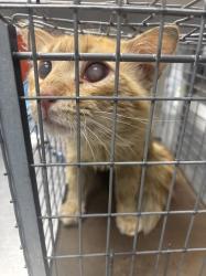 Shelter Stray Male Cat last seen Near BLOCK BERG ST BLOCK, 655 N Mojave Rd, Las Vegas, NV 89101, USA