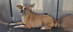 Shelter Stray Female Dog last seen Near BLOCK JOE BLANKS, 4710 TX-151, San Antonio, TX 78227, USA