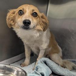 Shelter Stray Female Dog last seen W MARTIN ST, 4710 TX-151, San Antonio, TX 78227, USA