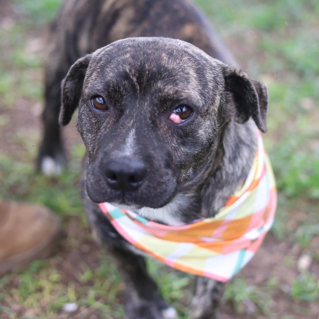 Shelter Stray Male Dog last seen CONEY, 4710 TX-151, San Antonio, TX 78227, USA
