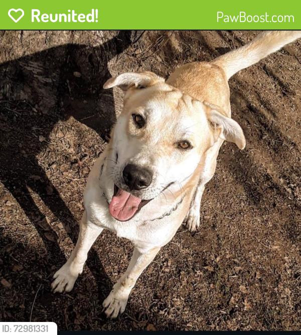 Reunited Male Dog last seen White wolf , Lawton, OK 73503