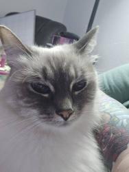 Reunited Female Cat last seen Cherry Ave, Keizer, OR 97303