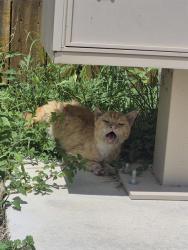 Shelter Stray Male Cat last seen Near BLOCK COMANCHE STAR, 4710 TX-151, San Antonio, TX 78227, USA