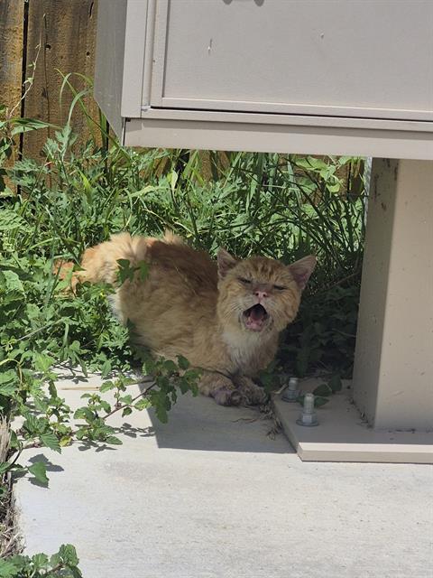 Shelter Stray Male Cat last seen Near BLOCK COMANCHE STAR, 4710 TX-151, San Antonio, TX 78227, USA
