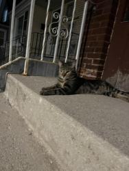 Found/Stray Unknown Cat last seen 62nd and Tripp Ave, Chicago, IL 60629