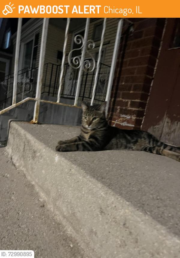 Found/Stray Unknown Cat last seen 62nd and Tripp Ave, Chicago, IL 60629