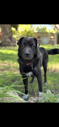 Lost Female Dog last seen Gunn stage rd and arena , Ramona, CA 92065