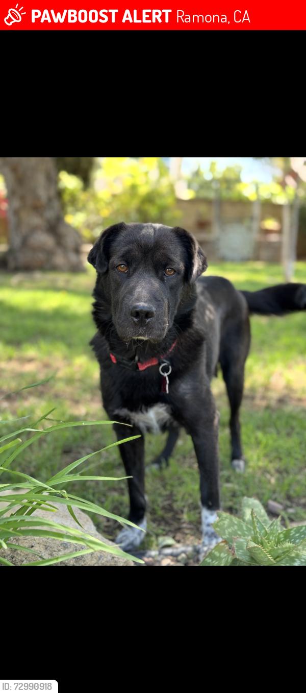 Lost Female Dog last seen Gunn stage rd and arena , Ramona, CA 92065