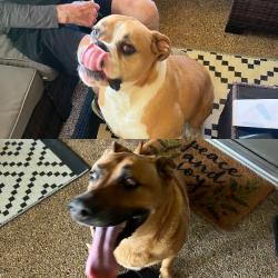 Reunited Unknown Dog last seen Near Charolais way 76017, Arlington, TX 76017
