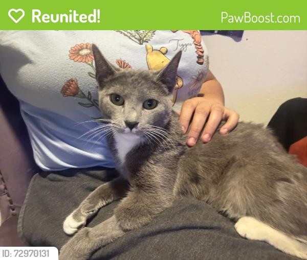 Reunited Female Cat last seen Near Sonoma Blvd, Vallejo, CA 94590, USA, Vallejo, CA 94590