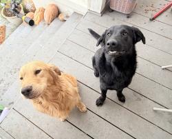 Reunited Male Dog last seen San Bernardino , San Bernardino, CA 92401