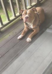 Found/Stray Female Dog last seen Fowler and Tumbleweed, Pensacola, FL 32534