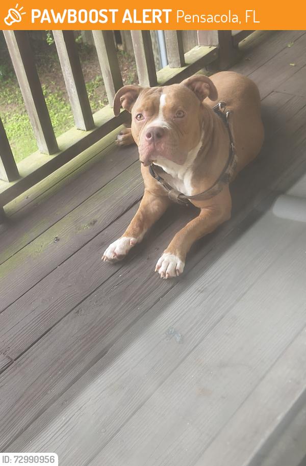 Found/Stray Female Dog last seen Fowler and Tumbleweed, Pensacola, FL 32534