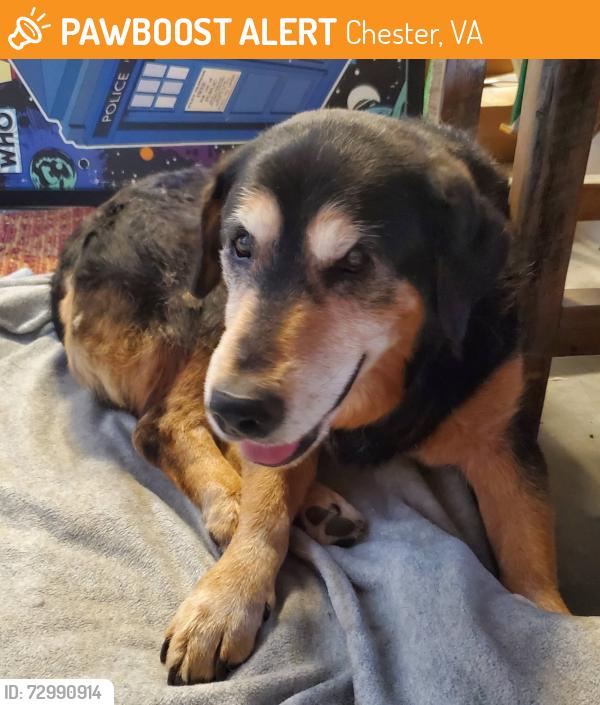 Found/Stray Male Dog last seen Cedar Lane and Perdue Avenue, Chester, Chester, VA 23831