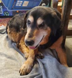 Found/Stray Male Dog last seen Cedar Lane and Perdue Avenue, Chester, Chester, VA 23831