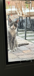 Found/Stray Unknown Cat last seen Near Eastham bay ave , Las Vegas, NV 89179