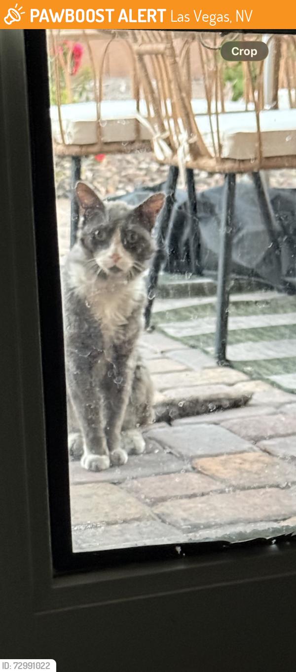 Found/Stray Unknown Cat last seen Near Eastham bay ave , Las Vegas, NV 89179