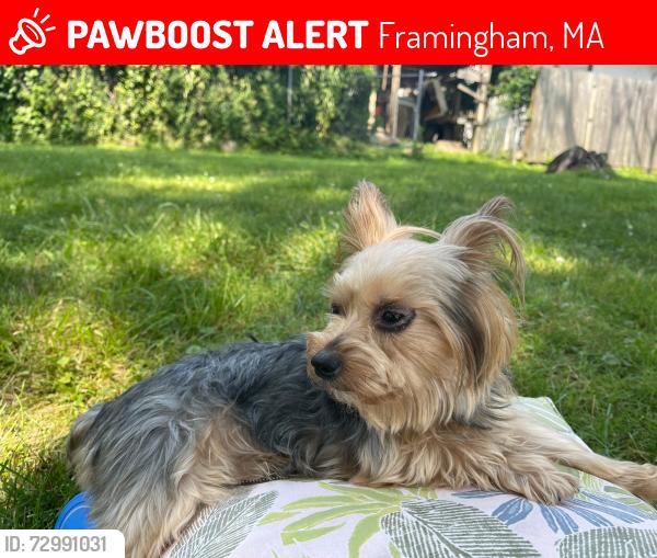 Lost Male Dog last seen Near third st , Framingham, MA 01702