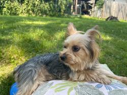 Lost Male Dog last seen Near third st , Framingham, MA 01702