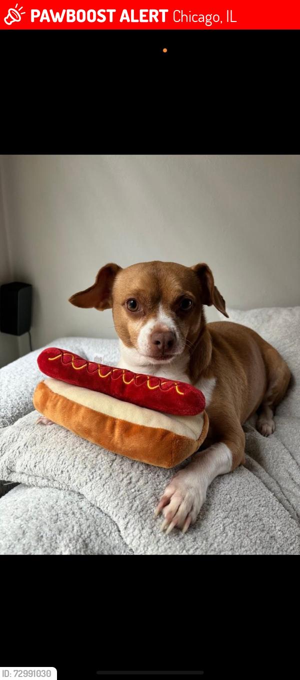 Lost Female Dog last seen Near w peterson, Chicago, IL 60659