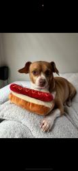 Lost Female Dog last seen Near w peterson, Chicago, IL 60659