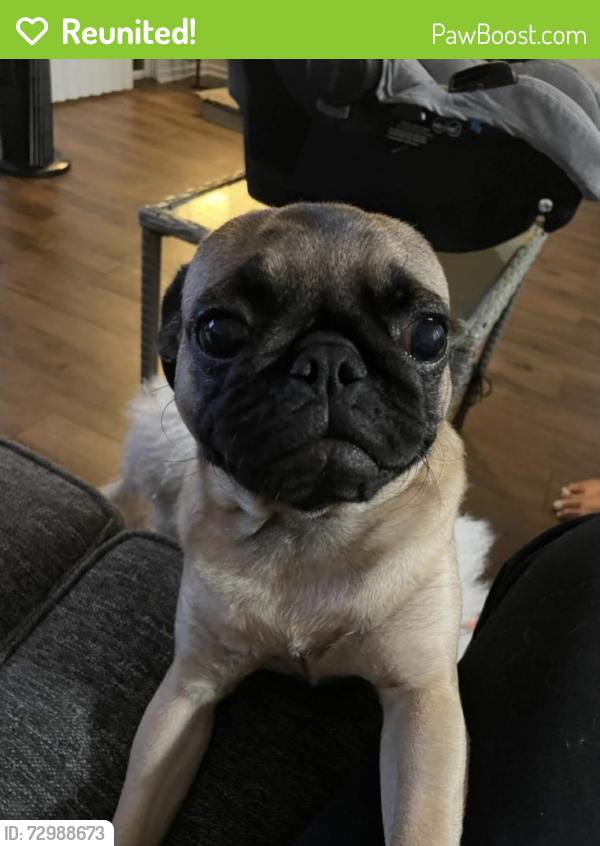 Reunited Female Dog last seen foothill and n riverside ave, Rialto, CA 92376