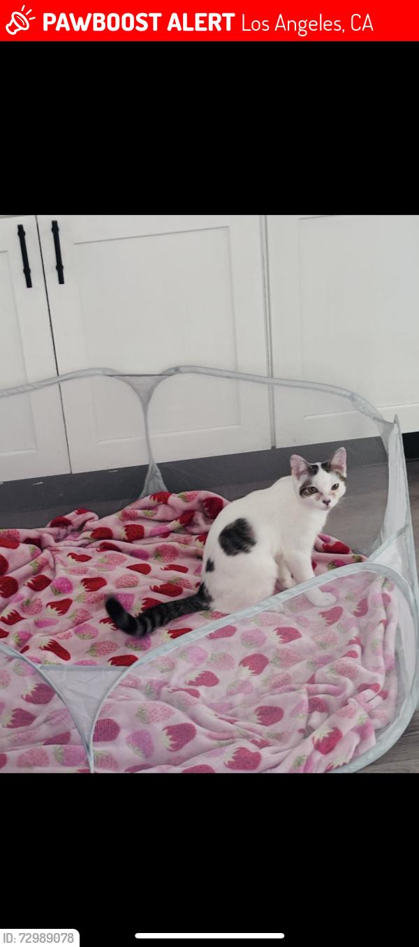 Lost Male Cat last seen Near Telfair ave ,pacoima , Los Angeles, CA 91331