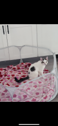 Lost Male Cat last seen Near Telfair ave ,pacoima , Los Angeles, CA 91331