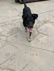 Reunited Male Dog last seen Ox Creek Rd, Jump Cove Rd, Mundy Cove Rd., Buncombe County, NC 28805