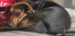 Lost Female Dog last seen Near Atlas Inn amd Suites LAX (FORMERLY AMERICAN INN AMD SUITES), Inglewood, CA 90303