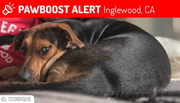 Lost Female Dog last seen Near Atlas Inn amd Suites LAX (FORMERLY AMERICAN INN AMD SUITES), Inglewood, CA 90303