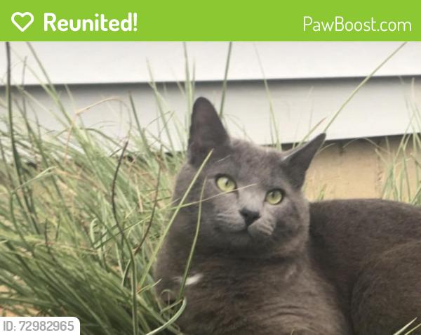 Reunited Male Cat last seen Avenue E & Poplar St. , Langhorne, PA 19047
