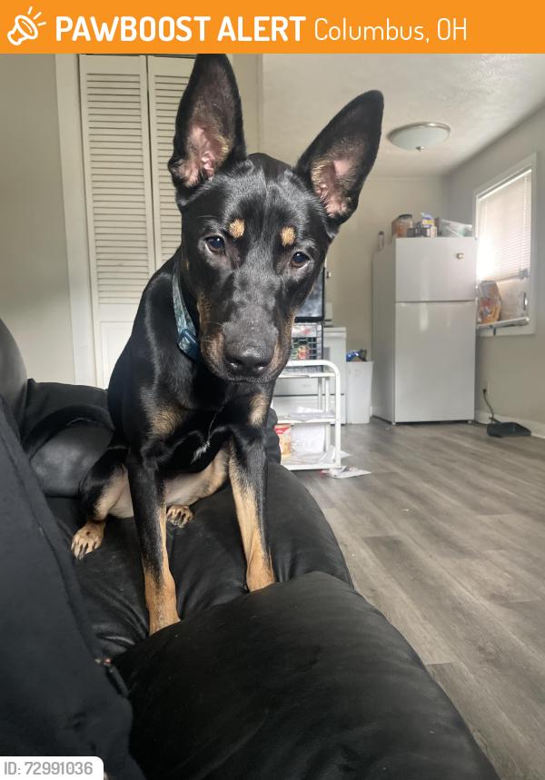 Found/Stray Female Dog last seen Near Joyce Ave , Columbus, OH 43211
