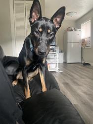 Found/Stray Female Dog last seen Near Joyce Ave , Columbus, OH 43211