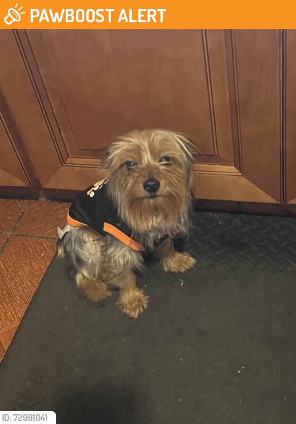 Found/Stray Male Dog last seen Interlachen, North Lauderdale, FL 33068