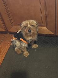 Found/Stray Male Dog last seen Interlachen, North Lauderdale, FL 33068