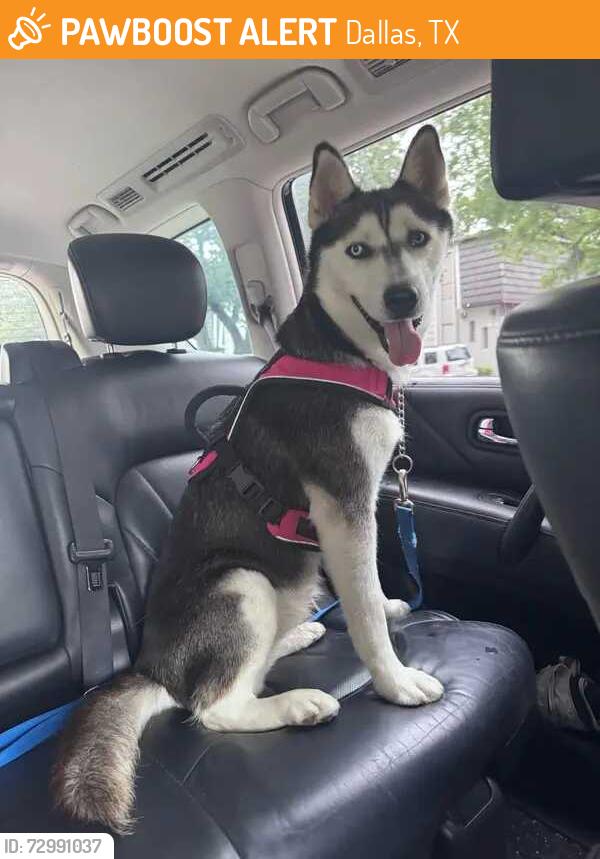 Found/Stray Female Dog last seen Spring Grove, between Alpha/ Meandering Way, Dallas, TX 75240
