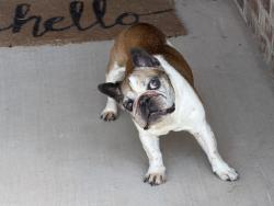 Reunited Unknown Dog last seen Near Oakmonte Cir, Logan County, OK 73025