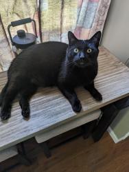 Lost Male Cat last seen Near kalman place, Taunton, MA 02780