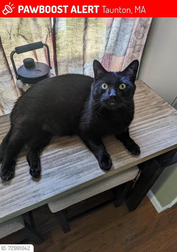 Lost Male Cat last seen Near kalman place, Taunton, MA 02780