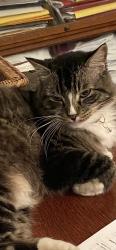 Lost Male Cat last seen Warner/ Lynn Huntington Beach , Huntington Beach, CA 92649