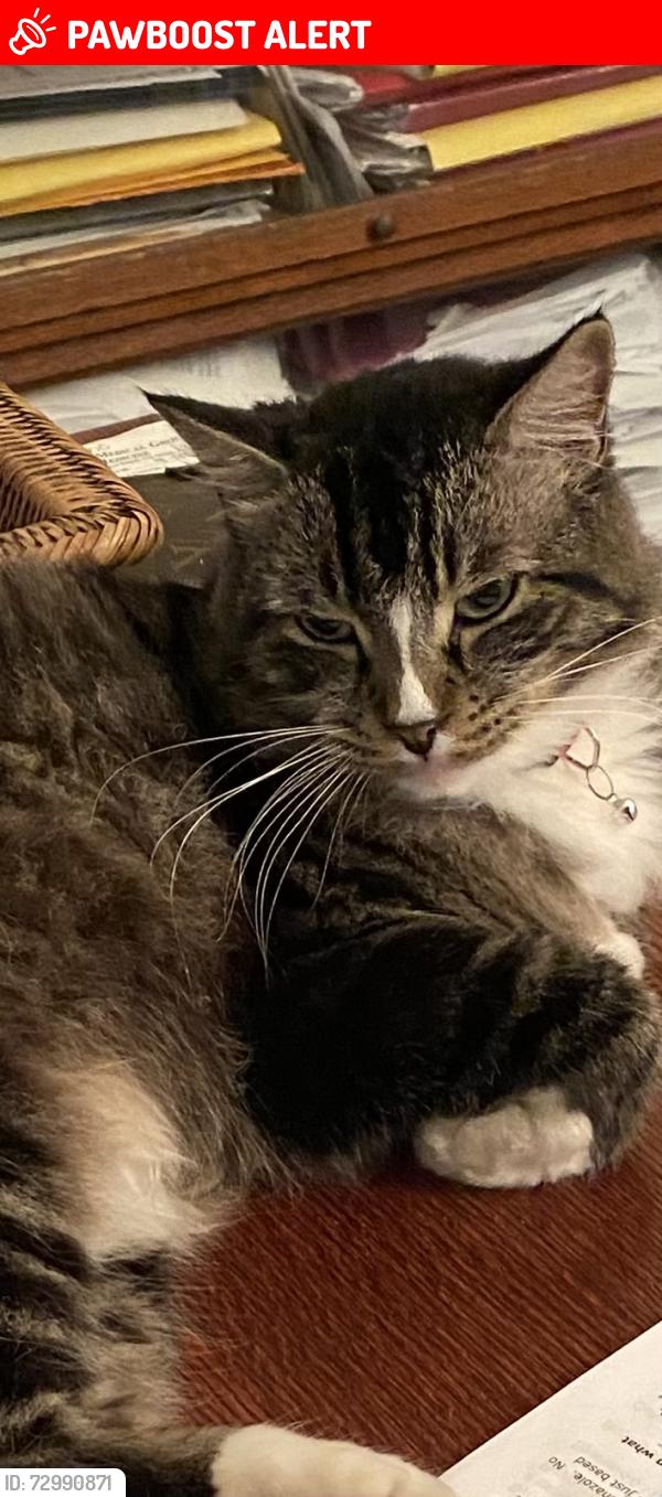 Lost Male Cat last seen Warner/ Lynn Huntington Beach , Huntington Beach, CA 92649