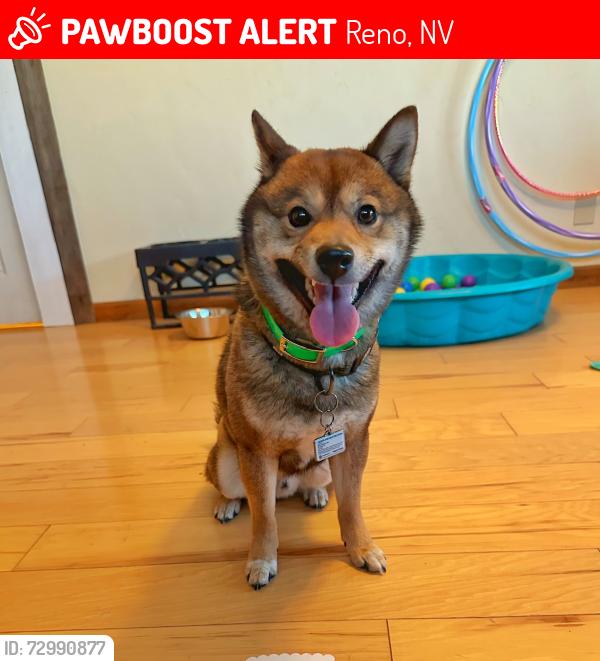Lost Male Dog last seen Diamond peak dr, Reno, NV 89508