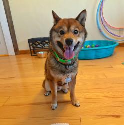 Lost Male Dog last seen Diamond peak dr, Reno, NV 89508
