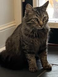 Lost Male Cat last seen Clemmons Vet Clinic, Clemmons, NC 27012
