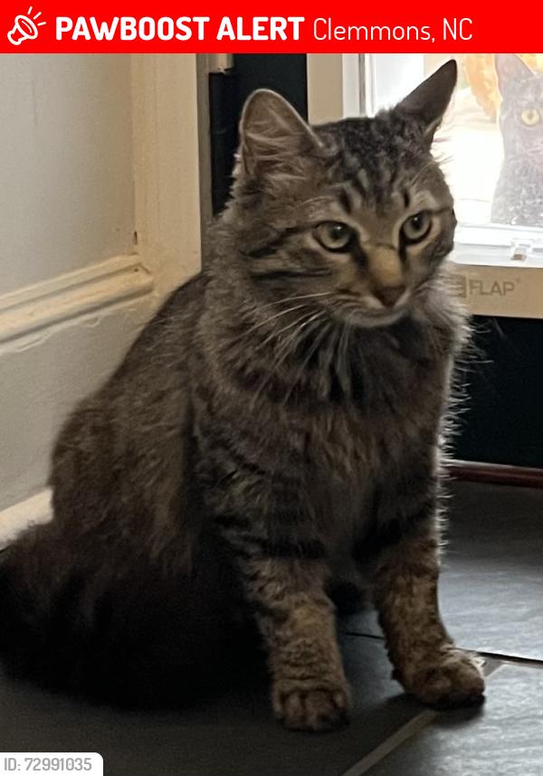 Lost Male Cat last seen Clemmons Vet Clinic, Clemmons, NC 27012