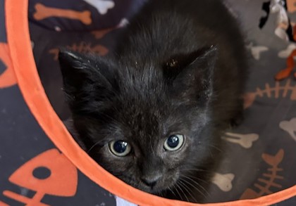 Shelter Stray Female Cat last seen Near Knower St, 43612, OH, 827 Illinois Ave, Maumee, OH 43537, USA