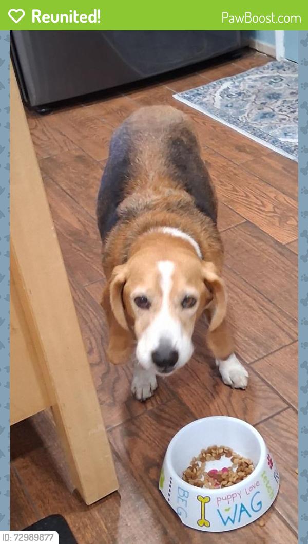 Reunited Male Dog last seen Orangewood and Tabago, Cypress, CA 92845