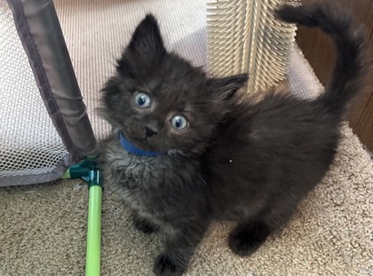 Shelter Stray Male Cat last seen Near Knower St, 43612, OH, 827 Illinois Ave, Maumee, OH 43537, USA