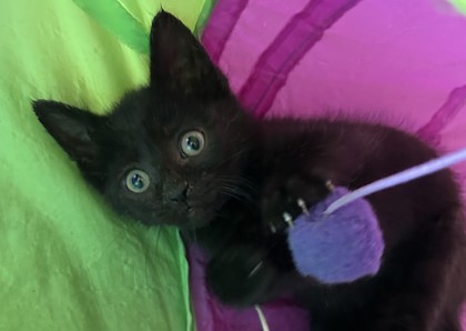 Shelter Stray Female Cat last seen Near Knower St, 43612, OH, 827 Illinois Ave, Maumee, OH 43537, USA